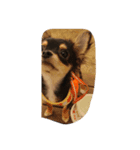 愛犬チロル（個別スタンプ：5）