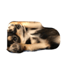 愛犬チロル（個別スタンプ：6）