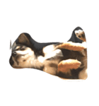 愛犬チロル（個別スタンプ：7）