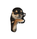 愛犬チロル（個別スタンプ：8）