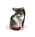 ねこといぬ ただそれだけ（個別スタンプ：1）