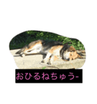ねこといぬ ただそれだけ（個別スタンプ：2）