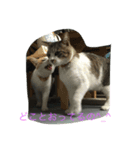 ねこといぬ ただそれだけ（個別スタンプ：3）