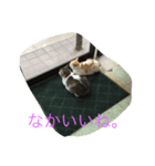 ねこといぬ ただそれだけ（個別スタンプ：5）