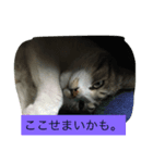 ねこといぬ ただそれだけ（個別スタンプ：6）