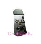 ねこといぬ ただそれだけ（個別スタンプ：7）