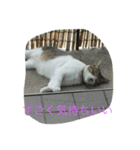 ねこといぬ ただそれだけ（個別スタンプ：8）