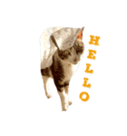 T.Amo（個別スタンプ：6）