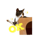 T.Amo（個別スタンプ：8）