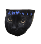 黒猫くん パート1（個別スタンプ：1）