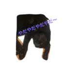 黒猫くん パート1（個別スタンプ：2）