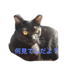 黒猫くん パート1（個別スタンプ：4）