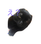 黒猫くん パート1（個別スタンプ：6）
