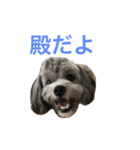 殿だよ（個別スタンプ：1）