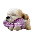 シーズーのモモタン（個別スタンプ：1）