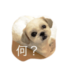 シーズーのモモタン（個別スタンプ：3）