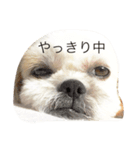 シーズーのモモタン（個別スタンプ：5）