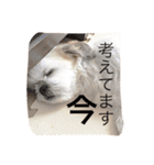 シーズーのモモタン（個別スタンプ：6）