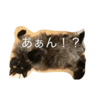 モフ君の日常（個別スタンプ：13）