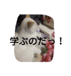 クールな猫のウラ君 Part1（個別スタンプ：1）