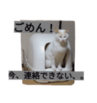 クールな猫のウラ君 Part1（個別スタンプ：4）