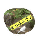クールな猫のウラ君 Part1（個別スタンプ：6）