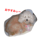 トイプードルの紫杏(シフォン)の犬日記（個別スタンプ：2）