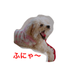 トイプードルの紫杏(シフォン)の犬日記（個別スタンプ：5）