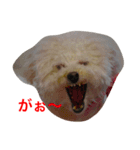 トイプードルの紫杏(シフォン)の犬日記（個別スタンプ：7）