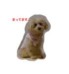 トイプードルの紫杏(シフォン)の犬日記（個別スタンプ：8）