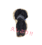 我が家のワンコ（個別スタンプ：3）