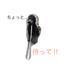 我が家のワンコ（個別スタンプ：7）