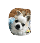 毎日小次郎（個別スタンプ：4）