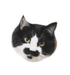 teramon＆toto（個別スタンプ：1）