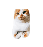teramon＆toto（個別スタンプ：6）