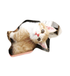 キラリ（個別スタンプ：1）