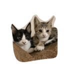 ハチとクゥ（個別スタンプ：2）