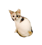 猫きなこ（個別スタンプ：1）