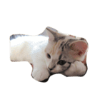猫きなこ（個別スタンプ：2）
