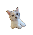 猫きなこ（個別スタンプ：3）