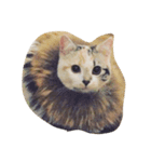 猫きなこ（個別スタンプ：4）