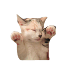 猫きなこ（個別スタンプ：6）