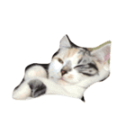 猫きなこ（個別スタンプ：7）