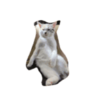 猫きなこ（個別スタンプ：8）