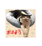 おばちゃん猫【2】（個別スタンプ：11）