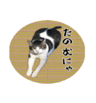 おばちゃん猫【2】（個別スタンプ：18）