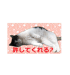 おばちゃん猫【2】（個別スタンプ：28）