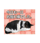 おばちゃん猫【2】（個別スタンプ：32）