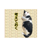 おばちゃん猫【2】（個別スタンプ：33）