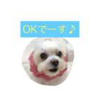 マルチーズpeach（個別スタンプ：2）